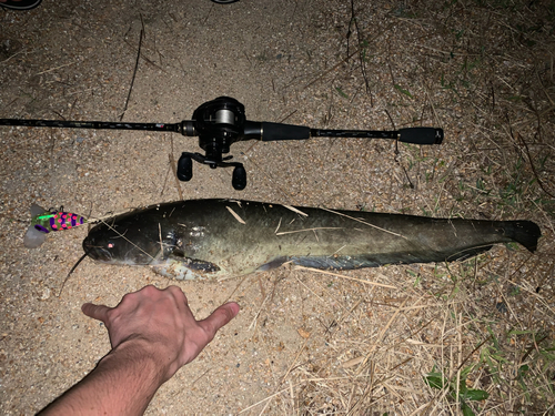 ナマズの釣果