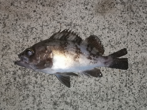 メバルの釣果