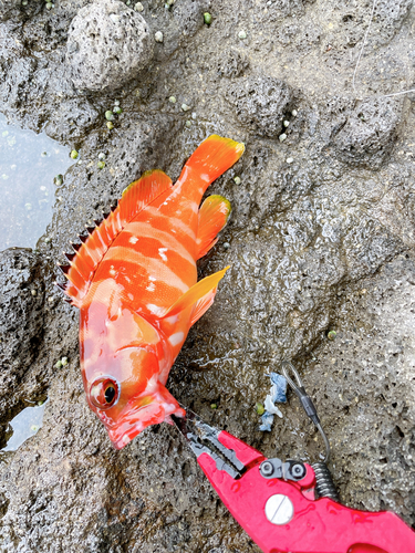 アカハタの釣果