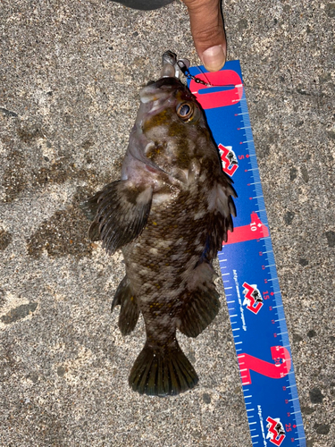 オウゴンムラソイの釣果