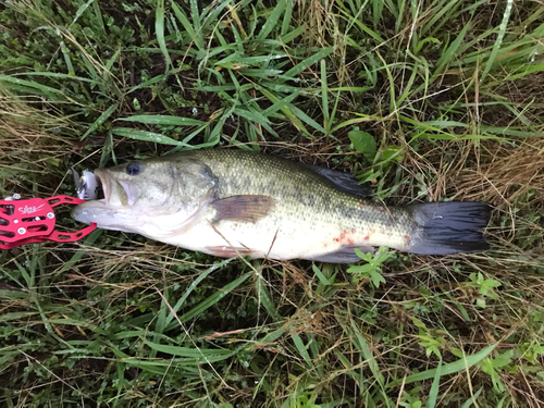 ラージマウスバスの釣果