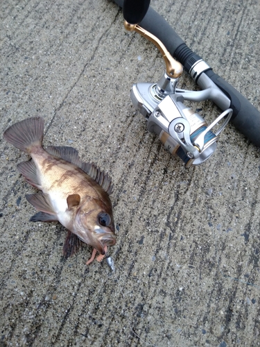 メバルの釣果