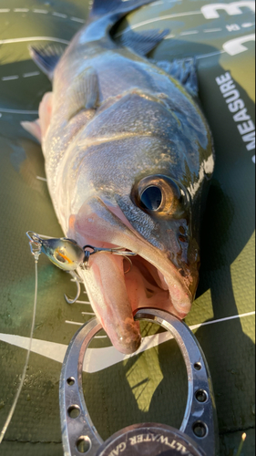 シーバスの釣果