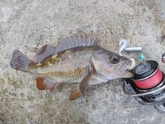 エゾメバルの釣果