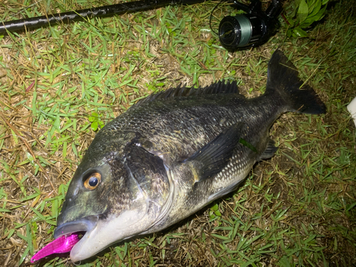 チヌの釣果