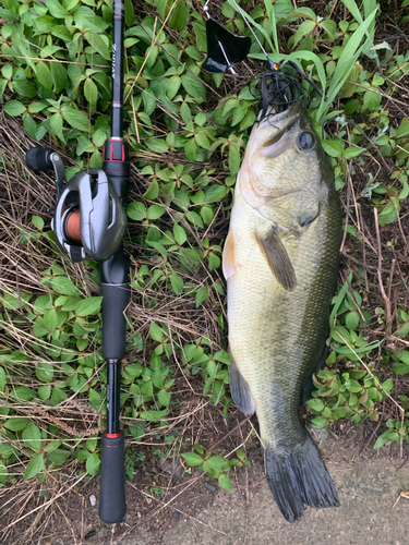 ブラックバスの釣果