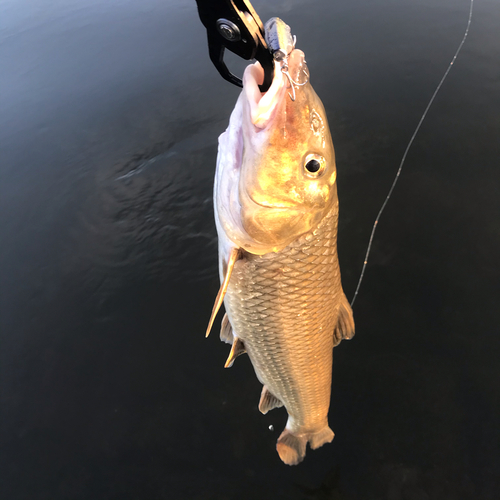 ソウギョの釣果