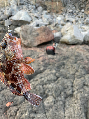 カサゴの釣果