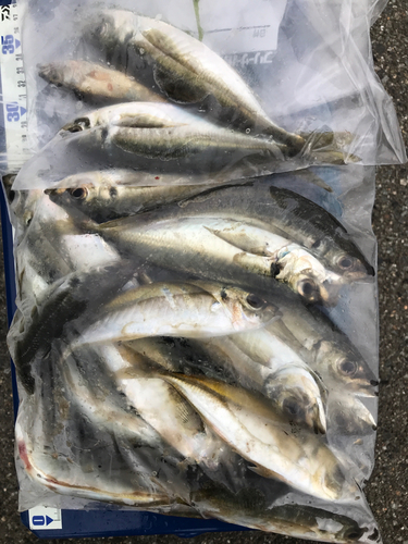 アジの釣果