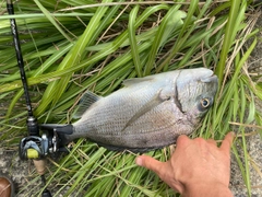 ヘダイの釣果