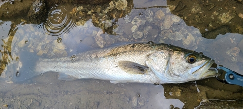 マルスズキの釣果