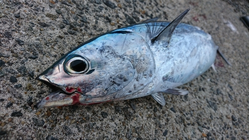 カツオの釣果