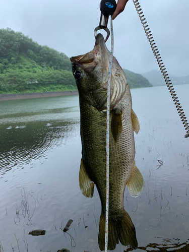 ブラックバスの釣果