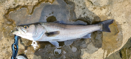 マルスズキの釣果