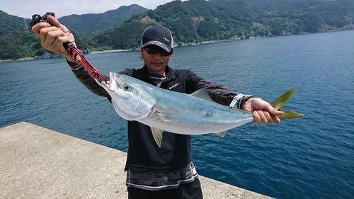 ハマチの釣果