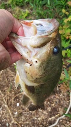 ラージマウスバスの釣果