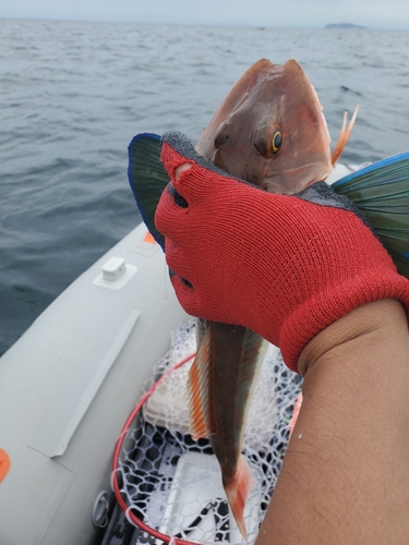 ホウボウの釣果