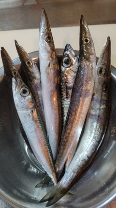 カマスの釣果