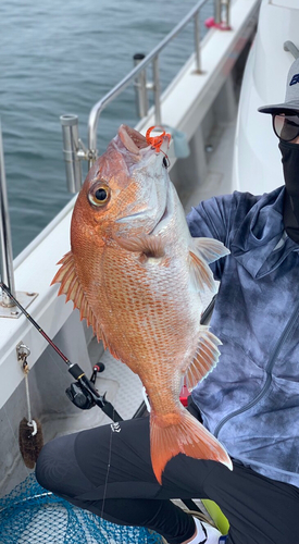 タイの釣果