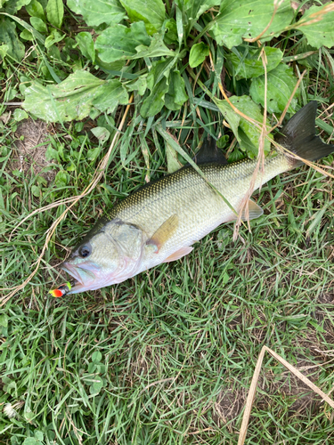 ラージマウスバスの釣果