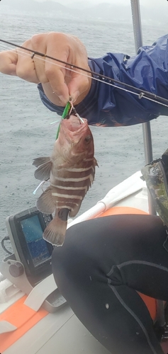 アオハタの釣果