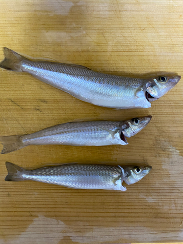 キスの釣果