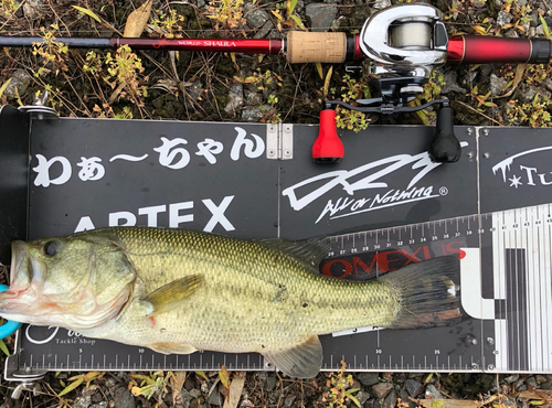 ブラックバスの釣果