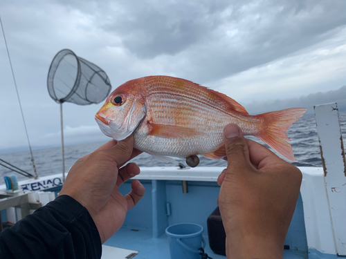 レンコダイの釣果