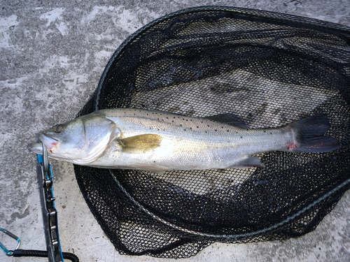 タイリクスズキの釣果