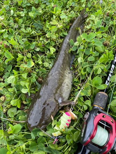 ナマズの釣果