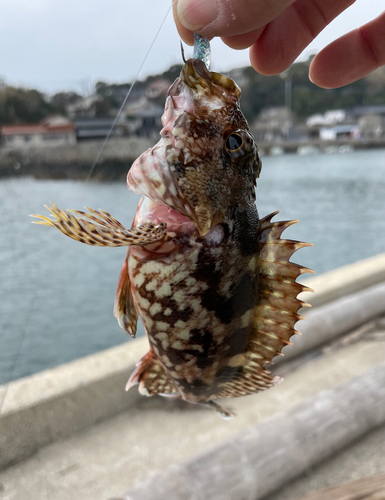 カサゴの釣果