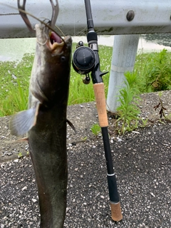 ナマズの釣果