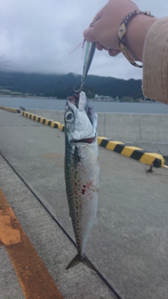 サバの釣果