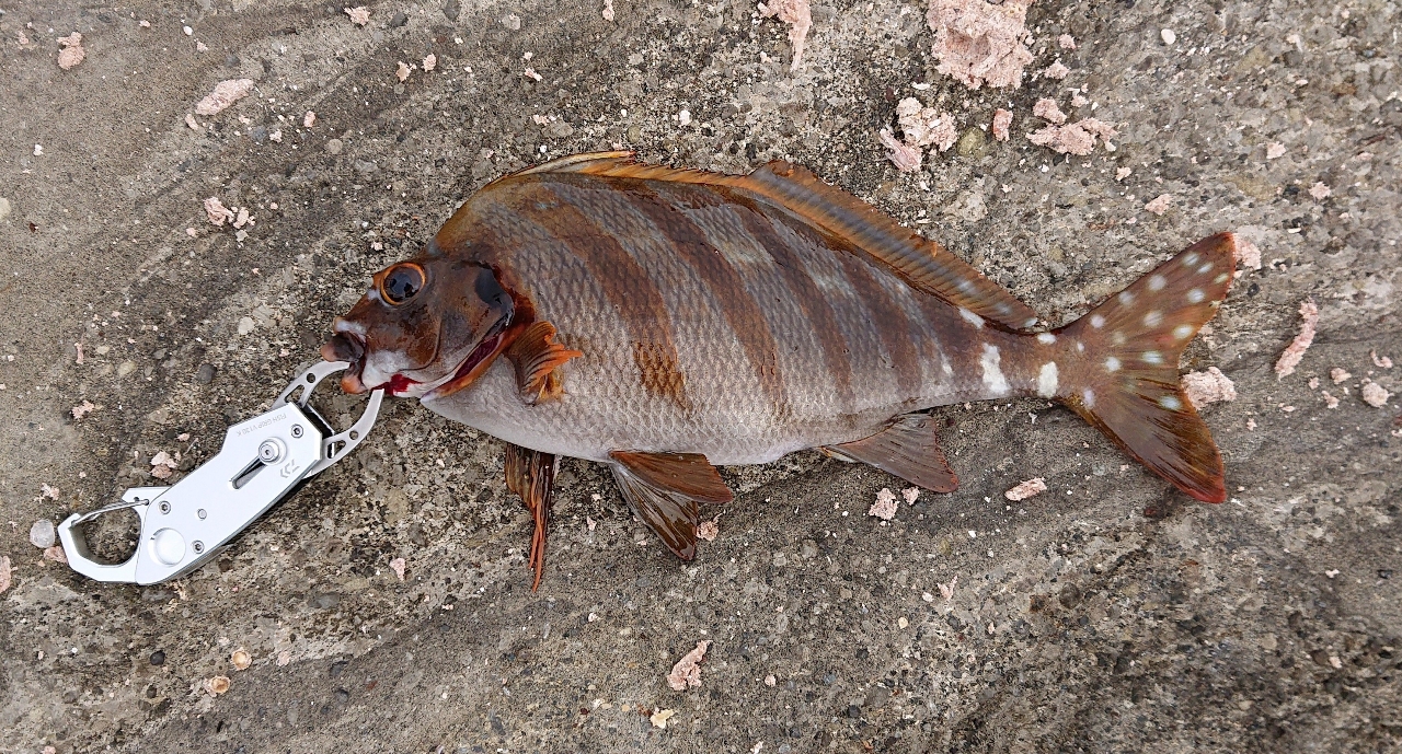 タカノハダイ