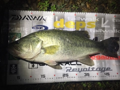 ブラックバスの釣果