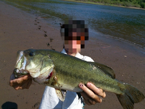 ラージマウスバスの釣果