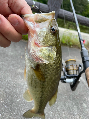 ラージマウスバスの釣果