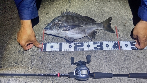 クロダイの釣果