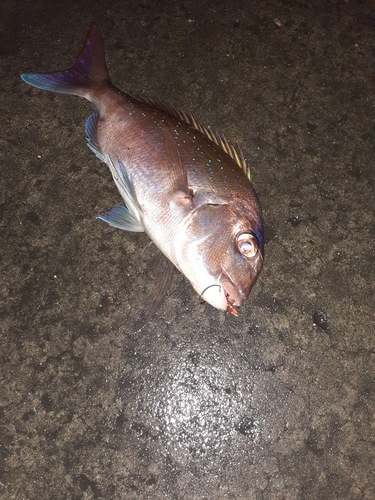 タイの釣果