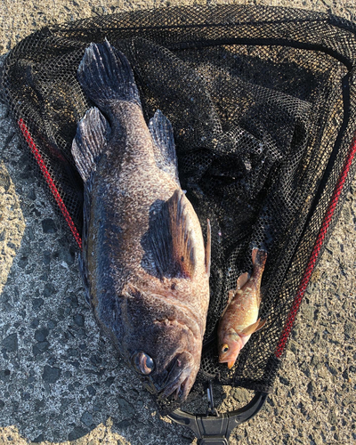 クロソイの釣果