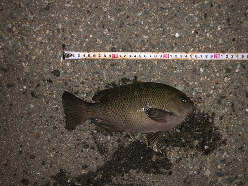 メジナの釣果