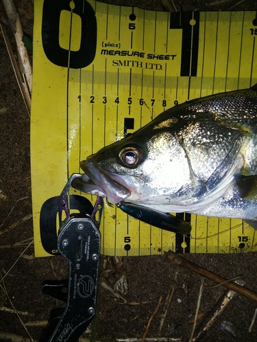 シーバスの釣果