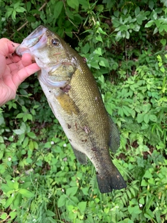 ブラックバスの釣果