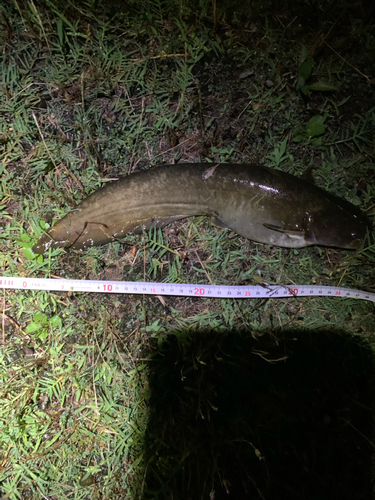 ナマズの釣果