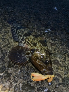 アブラコの釣果