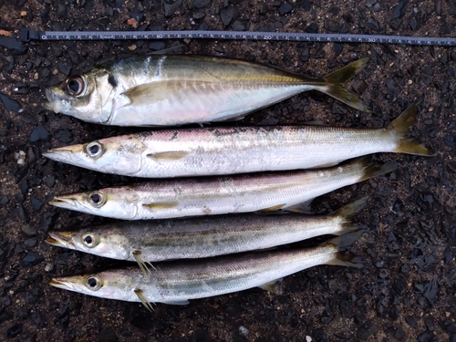 アジの釣果