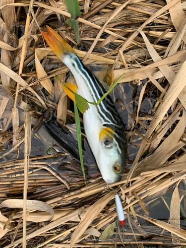 シマフグの釣果