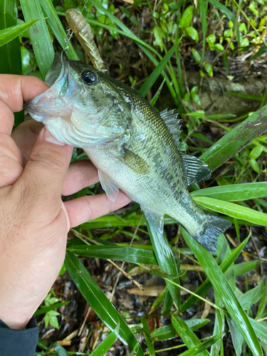 ラージマウスバスの釣果