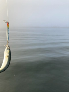 マサバの釣果