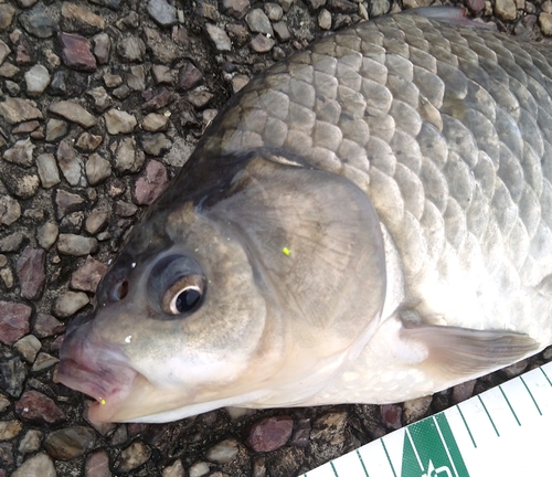 ヘラブナの釣果